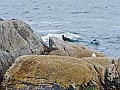 Alaska Wildlife-66